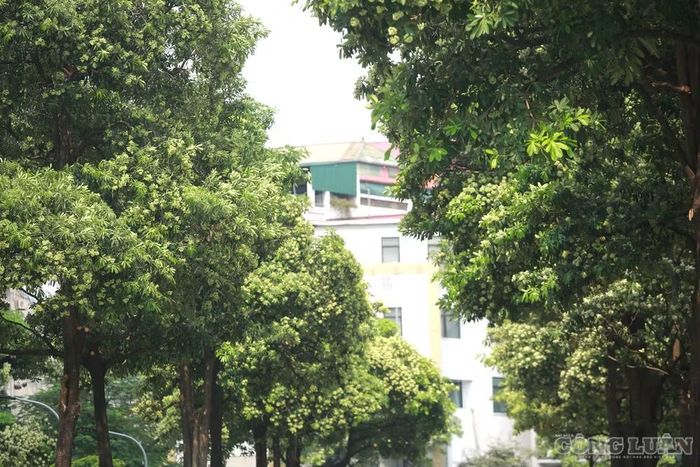 Theo ông Tuấn, hoa sữa vẫn có thể được trồng để tạo cảnh quan đô thị, nhưng cần bố trí với mật độ hợp lý. Mỗi phường chỉ nên trồng một vài cây ở những vị trí phù hợp, thay vì trồng dày đặc như trên đường Trung Hòa, gây ảnh hưởng đến cuộc sống của người dân sống và làm việc xung quanh.