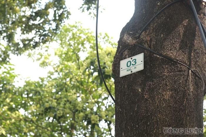 Trước mắt, công tác cắt tỉa chùm hoa được ưu tiên tại các tuyến phố, ngõ hẹp có mật độ cây trồng dày đặc, nơi tán cây vươn sát ban công và cửa sổ nhà dân. Những vị trí nhạy cảm về sức khỏe cộng đồng như khu vực quanh bệnh viện, trạm y tế, trường mầm non, trường học và các địa bàn có nhiều phản ánh của cử tri cũng thuộc diện được xử lý khẩn cấp. (Trên ảnh là các cây được đơn vị quản lý đánh số thứ tự trên thân cây)