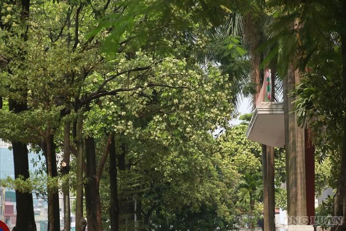 Trên đường Hoàng Đạo Thúy, đoạn dài khoảng 800m có khoảng 87 cây hoa sữa theo khảo sát của phóng viên.