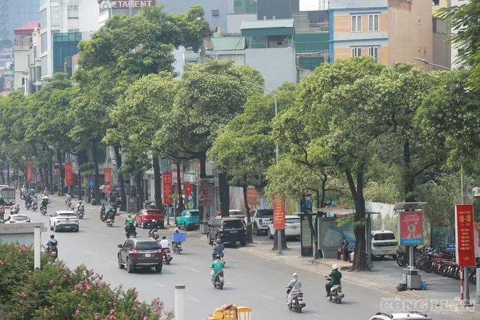 Tại đường Trần Duy Hưng, cây hoa sữa được trồng dọc hai bên đường, có đoạn xen kẽ với các loại cây khác, nhưng cũng có nơi tập trung thành từng hàng dày đặc.