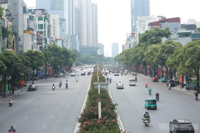 Không chỉ đường Trung Hòa, tình trạng hoa sữa trồng dày cũng xuất hiện trên đường Trần Duy Hưng và nhiều tuyến đường khác ở Hà Nội.