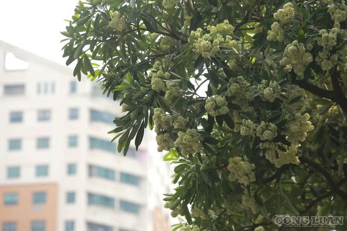 Cơ quan chức năng yêu cầu việc cắt tỉa phải bảo đảm đúng kỹ thuật, an toàn cho cây xanh; đồng thời nghiêm cấm sử dụng hóa chất để hãm hoa. Về lâu dài, Hà Nội sẽ lập danh mục di dời những cây hoa sữa được trồng với khoảng cách bất hợp lý, mật độ quá dày trên cùng tuyến đường hoặc nằm tại những khu vực vỉa hè chật hẹp, không đủ độ thông thoáng để phân tán hương thơm.