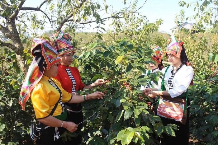 Công nghệ số có thể giúp người dân vùng cao nâng cao sản xuất trong nông, lâm nghiệp. Ảnh: OCOP Việt Nam