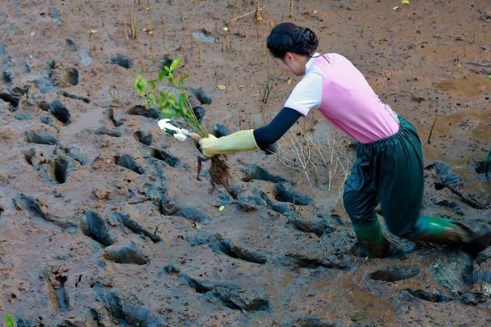 Đường vào khu vực trồng cây có đoạn bùn ngập tới đầu gối, khiến thí sinh phải di chuyển chậm, giữ thăng bằng qua từng bước chân.