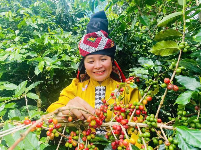 Cà phê Arabica của HTX Ara-Tay Coffee.