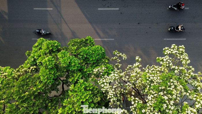 Một số đoạn đường hoa sữa nở dày đặc, mùi hương nồng khiến người dân có cảm giác ngột ngạt.