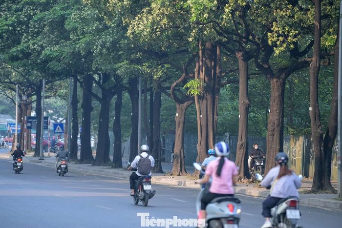 Các tuyến phố và đường tại Hà Nội trồng nhiều cây hoa sữa gồm: Nguyễn Du, Trần Duy Hưng, Trung Hòa, Trung Kính, Duy Tân, Nguyễn Chí Thanh, Mễ Trì, Hồ Tùng Mậu, Quán Thánh, Đào Tấn, Nguyễn Khánh Toàn, Quang Trung, Thụy Khuê, Cửa Bắc, Lạc Long Quân, Lê Văn Lương, Lê Quang Đạo và Hoàng Quốc Việt...