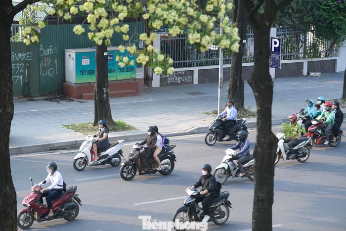 Các cây được trồng cách nhau khoảng 3-4 mét.