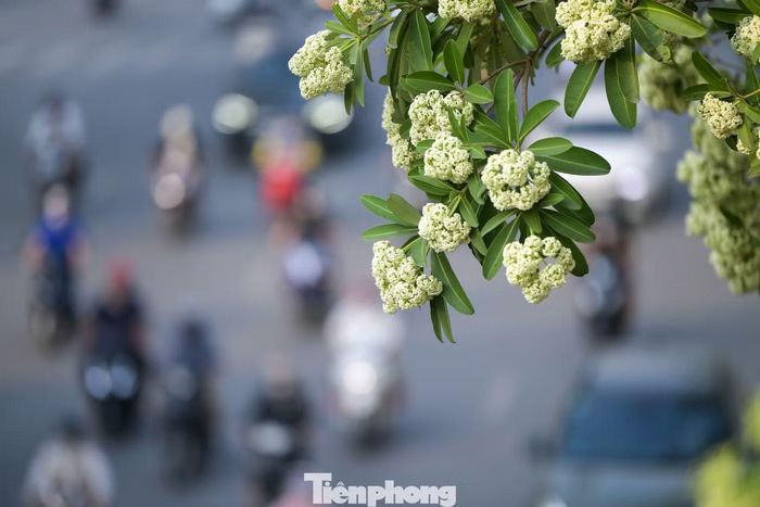 Hoa sữa là cây thân gỗ, có thể cao 50 m. Bông hoa nhỏ, màu trắng đến vàng nhạt, nở từ tháng 6 đến tháng 11, có mùi thơm. Quả cây dài, có túm lông màu trắng, khi khô bay khắp nơi. Hà Nội hiện có khoảng 14.400 cây hoa sữa phân bổ trên nhiều tuyến đường và khu đô thị.
