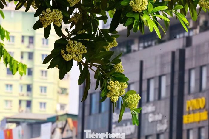 Tại một số tuyến phố, việc trồng hoa sữa với mật độ dày, tập trung đã gây mùi hương quá nồng vào mùa hoa nở, ảnh hưởng đến sức khỏe, sinh hoạt và chất lượng môi trường sống của người dân.