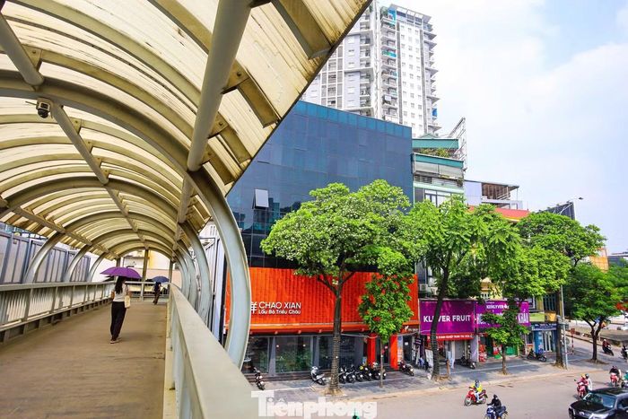 Trước đó năm 2019, tiếp thu ý kiến của người dân, quận Tây Hồ cũ đã cho đánh chuyển gần 100 cây hoa sữa trên đường Trích Sài ven Hồ Tây sang khu vực bãi rác Nam Sơn.