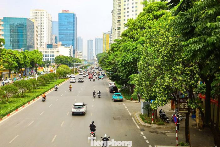 Các tuyến phố và đường tại Hà Nội ghi nhận có trồng cây hoa sữa gồm Nguyễn Du, Trần Duy Hưng, Trung Hòa, Trung Kính, Duy Tân, Nguyễn Chí Thanh, Mễ Trì, Hồ Tùng Mậu, Quán Thánh, Đào Tấn, Nguyễn Khánh Toàn, Quang Trung, Thụy Khuê, Cửa Bắc, Lạc Long Quân, Lê Văn Lương, Lê Quang Đạo và Hoàng Quốc Việt.
