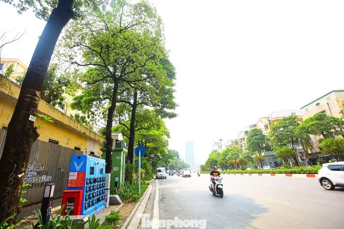 Lãnh đạo UBND TP Hà Nội đã giao Sở Xây dựng chủ trì rà soát các tuyến phố, khu dân cư có mật độ cây hoa sữa dày, ảnh hưởng đến sinh hoạt của người dân, nghiên cứu và đề xuất phương án dịch chuyển một phần cây đến các vị trí phù hợp.