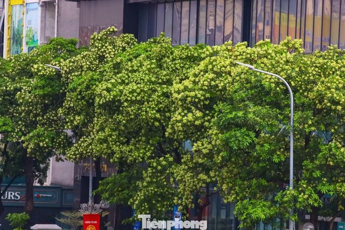 Dù loài hoa này là biểu tượng của mùa thu Hà Nội, nhiều người dân lại phản ánh mùi hoa sữa rất khó chịu, gây choáng váng, nhức đầu. Những nhà ở mặt đường thường phải đóng hết cửa để không phải ngửi mùi hoa quá nặng và nồng. Một số người dân dùng vòi xịt để hoa rụng bớt.