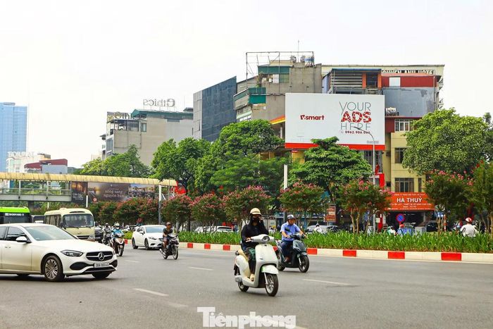 Hoa sữa trồng dọc phố Trần Duy Hưng.