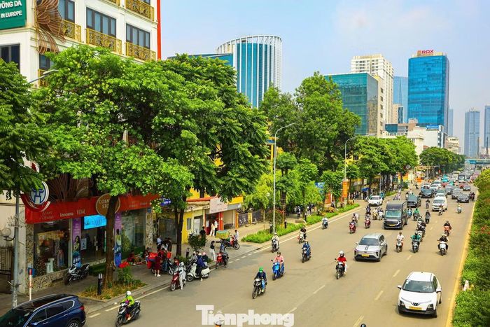 Hoa sữa mọc thành từng chùm, có bông màu trắng, bông màu vàng nhạt.