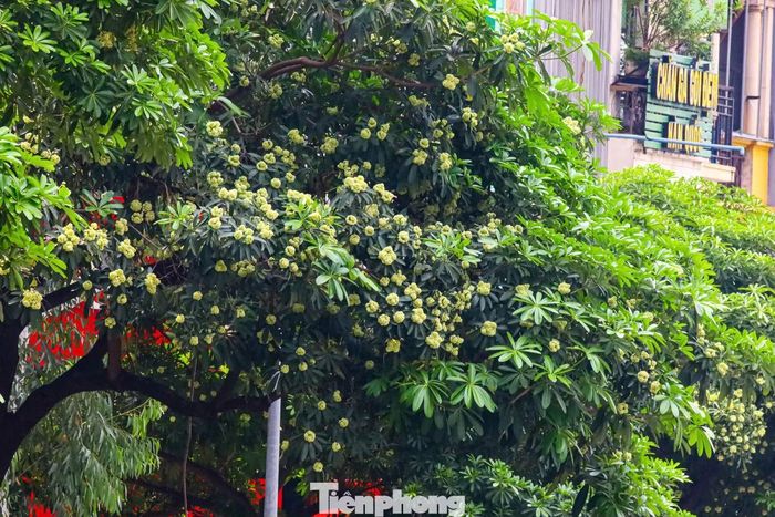 Những vị trí di dời cây hoa sữa sẽ được trồng bổ sung các loài cây xanh thay thế, bảo đảm cảnh quan, phù hợp quy hoạch và định hướng phát triển hệ thống cây xanh thành phố theo đề án đã được phê duyệt.