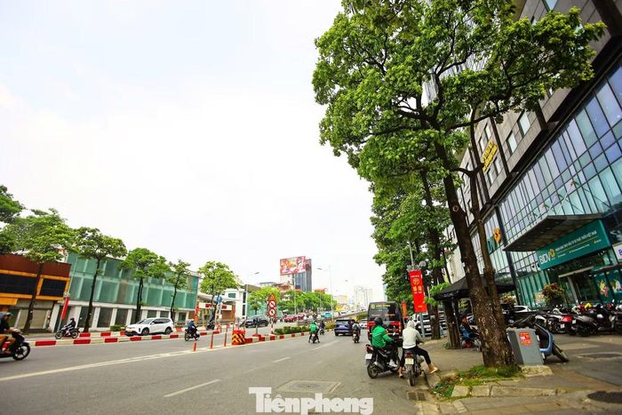 Trên phố Trần Duy Hưng, các cây được trồng cách nhau chỉ vài mét và đang đúng vào thời điểm hoa bung nở.