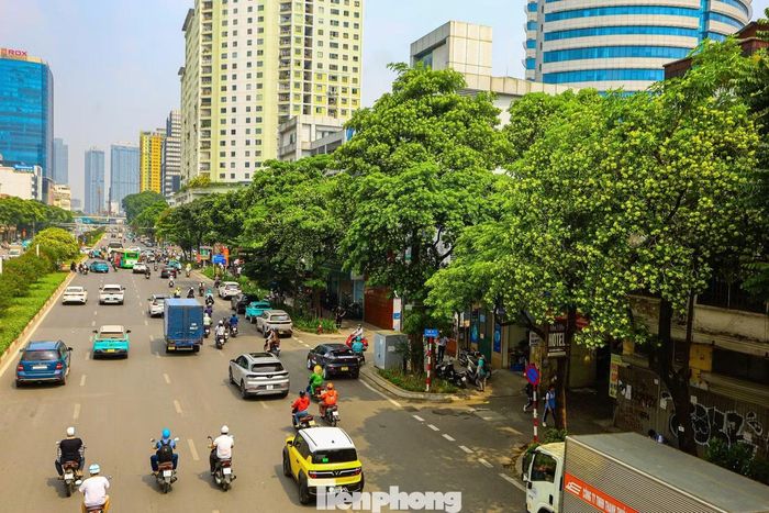 Hoa sữa Hà Nội là loài cây tương đối dễ trồng và dễ chăm sóc. Cây có tán lá dày và rộng, nên thường được trồng ở các khu dân cư, tuyến đường, phố với tác dụng che bóng mát.