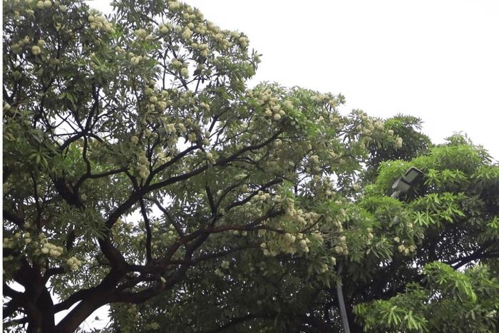 Hà Nội yêu cầu rà soát, điều chỉnh mật độ cây hoa sữa tại những khu vực ảnh hưởng đến sinh hoạt của người dân.