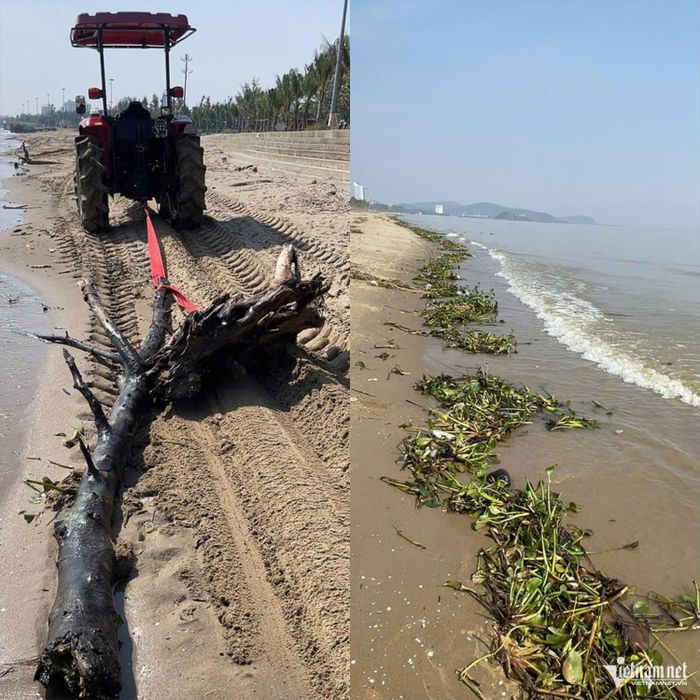 Cây mục, bèo tây dạt vào bãi biển