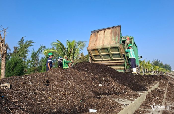 Hơn 200 tấn mùn đen, rác thải được nhân viên Công ty CP Môi trường và Công trình đô thị Nghệ An thu gom trong gần 1 tháng qua
