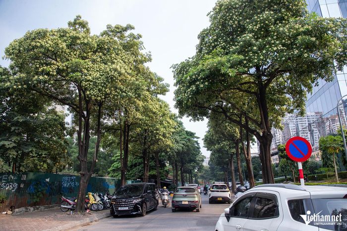 Hà Nội rà soát, đề xuất điều chỉnh mật độ cây hoa sữa tại những tuyến phố, khu dân cư có mùi hương quá nồng. Ảnh: Kiều Oanh.