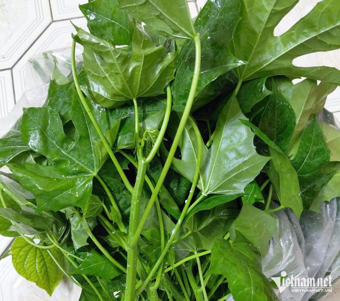 Rau mì chính chứa nhiều dưỡng chất. Ảnh: N. Huyền