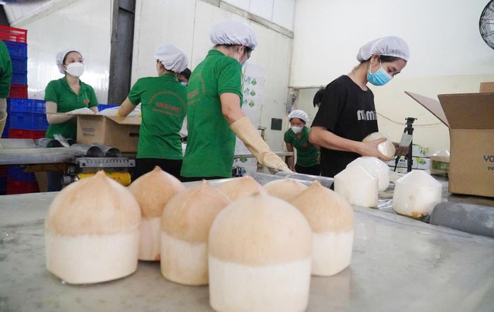 Tỉnh Vĩnh Long đang đẩy mạnh chiến lược phát triển ngành dừa theo hướng chế biến sâu 