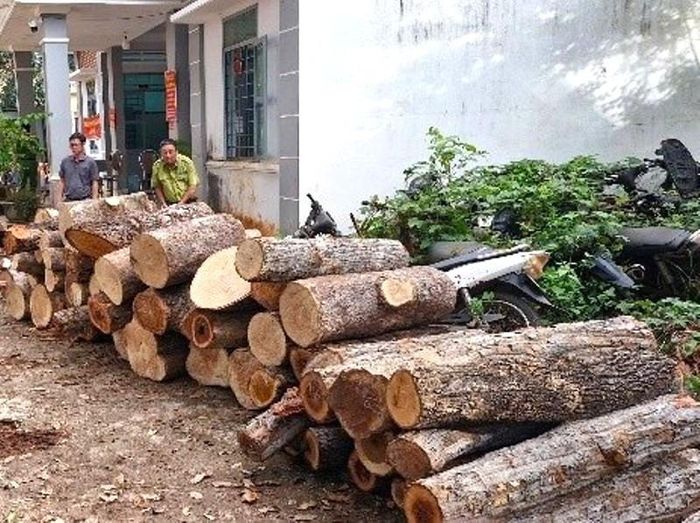 Khối lượng gỗ vận chuyển trái phép được xác định từ 10-12 tấn. Ảnh: Công an Gia Lai