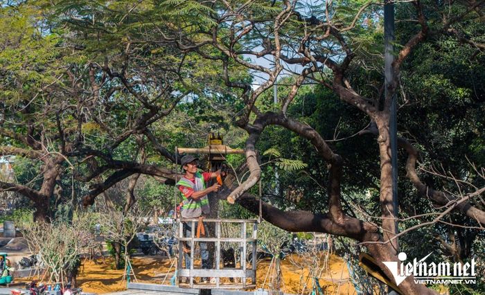 Sở sẽ có tiêu chí đánh giá đối với việc đốn hạ cây xanh. Ảnh: Phước Sáng