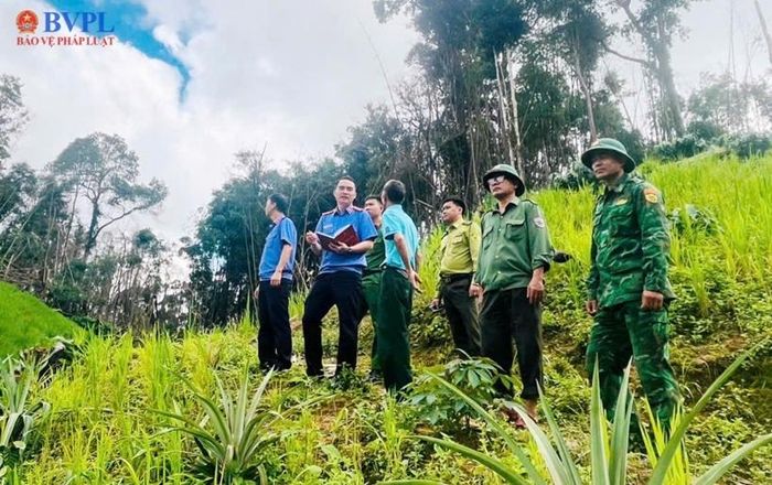 VKSND khu vực 11, Quảng Ngãi có mặt xác minh tại hiện trường trước khi ban hành kiến nghị Công ty Trách nhiệm Hữu hạn MTV Lâm nghiệp Ngọc Hồi ngăn chặn và xử lý các hành vi xâm hại tài nguyên rừng.
