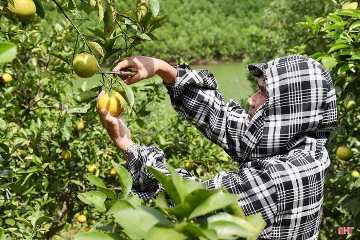 Các nhà vườn ở xã Vũ Quang tập trung thu hoạch tỉa những quả chín sớm.
