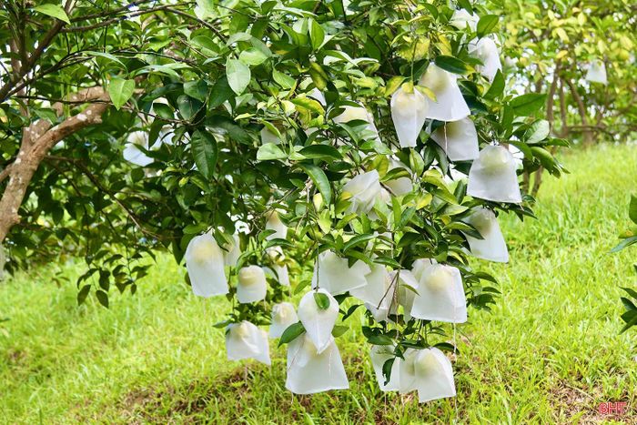 Nhờ giá bán ổn định, năng suất đạt khá nên mỗi năm sau khi trừ chi phí, gia đình ông Thành thu về khoảng 200 triệu đồng.