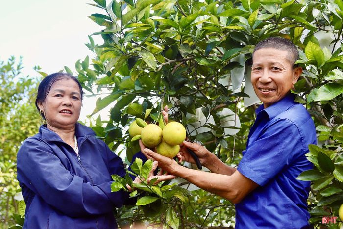 Vườn cam của ông Dương Quốc Thành được sản xuất theo hướng hữu cơ.
