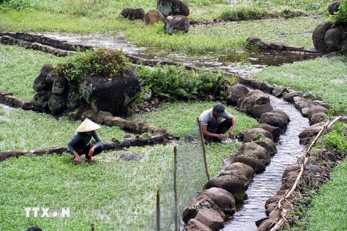 Người dân chăm sóc, thu hoạch rau liệt (cải xoong) được trồng bên dòng nước chảy từ giếng Ông, thuộc hệ thống giếng cổ Gio An tại xã Cồn Tiên (Quảng Trị). Nguồn nước tự nhiên quanh năm góp phần hình thành vùng trồng rau đặc sản của địa phương. (Ảnh: Tá Chuyên/TTXVN)