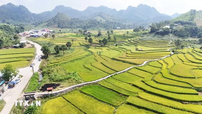 Một góc Bản Tèn vào mùa lúa chín. (Ảnh: Hoàng Nguyên/TTXVN)