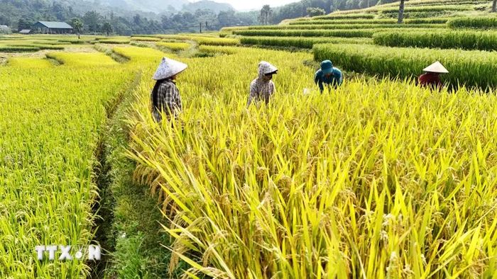Người dân Bản Tèn thu hoạch lúa. (Ảnh: Hoàng Nguyên/TTXVN)