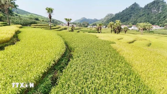 Những thửa ruộng bậc thang ở Bản Tèn vào mùa lúa chín. (Ảnh: Hoàng Nguyên/TTXVN)