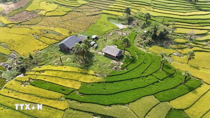 Vẻ đẹp yên bình của Bản Tèn trong mùa lúa chín. (Ảnh: Hoàng Nguyên/TTXVN)