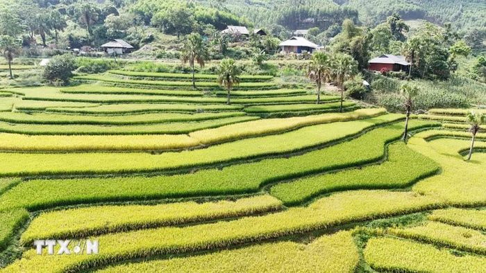 Mùa lúa chín trên Bản Tèn. (Ảnh: Hoàng Nguyên/TTXVN)
