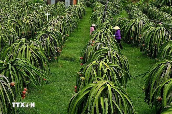 Vườn thanh long tại xã Hàm Kiệm (tỉnh Lâm Đồng). (Ảnh: Hồng Hiếu/TTXVN)