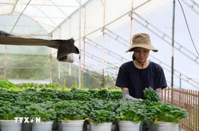 Thu hoạch rau tại một trang trại trong nhà kính đạt chất lượng VietGAP tại Đà Lạt để phục vụ thị trường trong và ngoài nước. (Ảnh: Nguyễn Dũng/TTXVN)