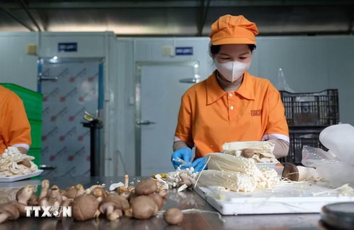 Sản phẩm nấm của một đơn vị sản xuất tại xã Ninh Gia (Lâm Đồng). (Ảnh: Nguyễn Dũng/TTXVN)