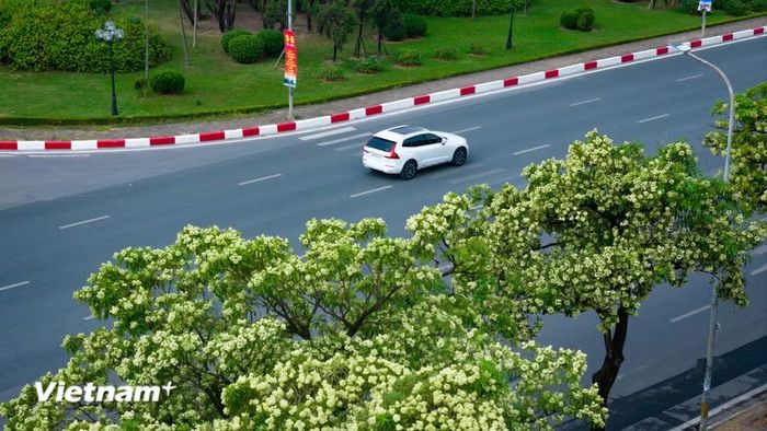 Trước thực trạng đó, chính quyền Hà Nội đã xem xét để di dời và quy hoạch lại những hàng cây quá dày về các khu vực công cộng ngoại thành hoặc các công viên sinh thái lớn. Hoa sữa vẫn sẽ tỏa hương, nhưng ở một khoảng cách vừa đủ để người ta thương nhớ, thay vì những cái cau mày giữa những ngột ngạt của phố thị đông đúc. (Ảnh: Hoài Nam/Vietnam+)