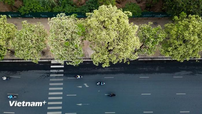 Với những ai yêu Hà Nội, hương hoa sữa chính là ký ức, là tiếng vọng của tuổi thanh xuân, của những buổi hẹn hò vội vã dưới tán cây. Thiếu đi hương hoa sữa, mùa thu thủ đô dường như sẽ khuyết đi một mảnh hồn. (Ảnh: Hoài Nam/Vietnam+)