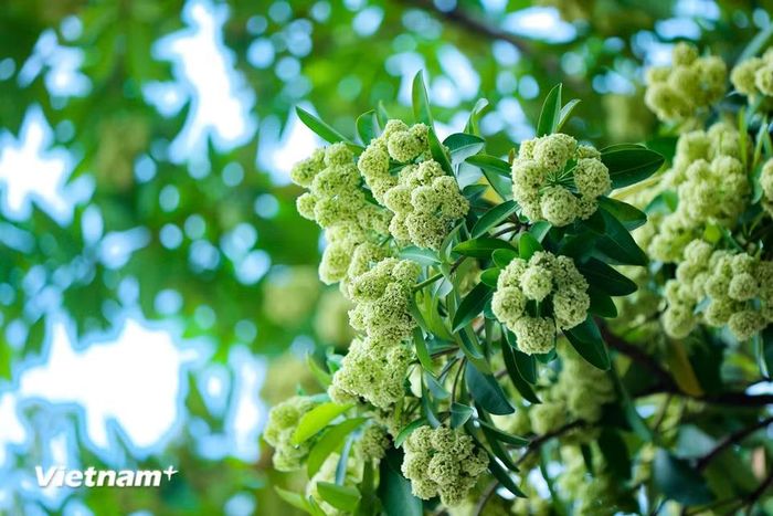 Đối với người yêu sự lãng mạn, đây là lúc lý tưởng để ngồi quán cà phê ven đường, nhấp ngụm cà phê nóng và nhìn dòng người qua lại dưới hàng cây hoa sữa. Chỉ cần một buổi dạo bước cùng người thương trong mùa hoa sữa Hà Nội là bao muộn phiền dường như cũng tan biến. (Ảnh: Hoài Nam/Vietnam+)
