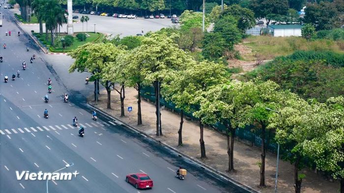 Thế nhưng, tình yêu nào đôi khi cũng có những nỗi niềm khó xử. Khi được trồng với mật độ quá dày đặc ở các tuyến phố hẹp, thứ hương thơm nồng nàn ấy với một số người lại trở thành nỗi phiền toái. (Ảnh: Hoài Nam/Vietnam+)