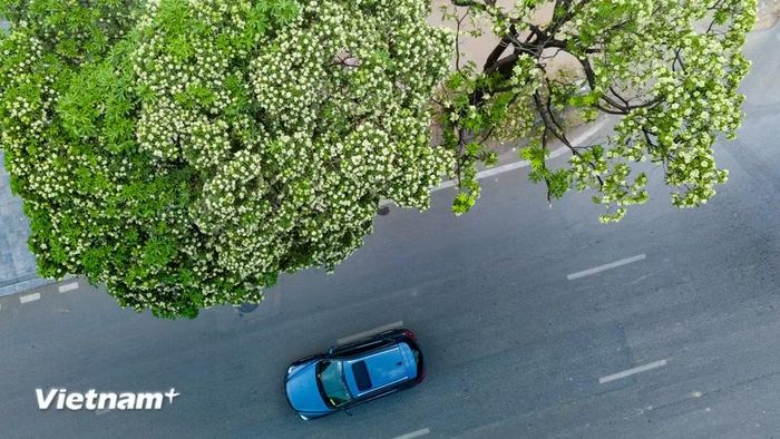 Với nhiều người mỗi khi phố thơm hương hoa sữa thường dạo xe chậm rãi qua từng con phố, để gió lùa qua tóc, mang theo hương hoa, như một món quà nhỏ của tạo hóa. (Ảnh: Hoài Nam/Vietnam+)