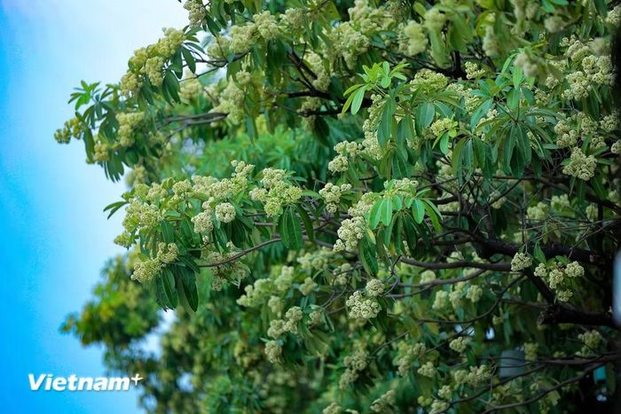 Không quá khoa trương, hoa sữa chọn cách hiện diện bền bỉ trong ký ức. Một con đường chỉ cần đôi ba cây hoa sữa lâu năm cũng đủ để mỗi mùa Thu đến, người ta lại mong ngóng và chờ đợi. (Ảnh: Hoài Nam/Vietnam+)